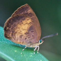 Arhopala perimuta