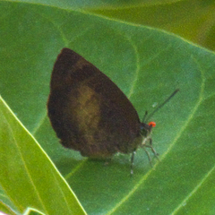 Arhopala perimuta