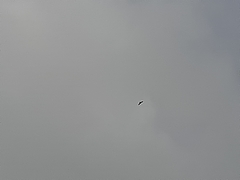 Circaetus gallicus