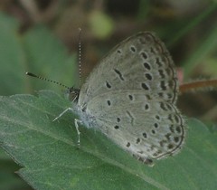 Pseudozizeeria maha maha