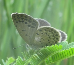 Pseudozizeeria maha maha