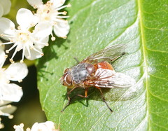 Calliphora nigrithorax
