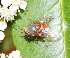 Calliphora nigrithorax