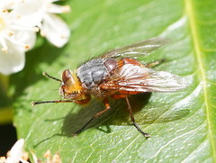 Calliphora nigrithorax