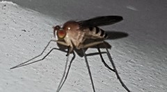 Sympycnus anomalipennis