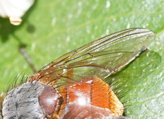 Calliphora nigrithorax