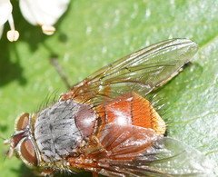 Calliphora nigrithorax