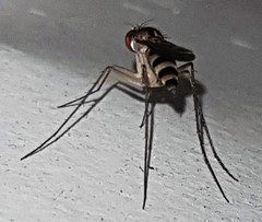 Sympycnus anomalipennis
