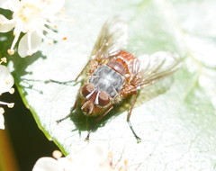 Calliphora nigrithorax