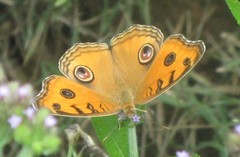 Junonia almana almana