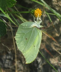 Gonepteryx nepalensis