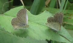 Pseudozizeeria maha maha