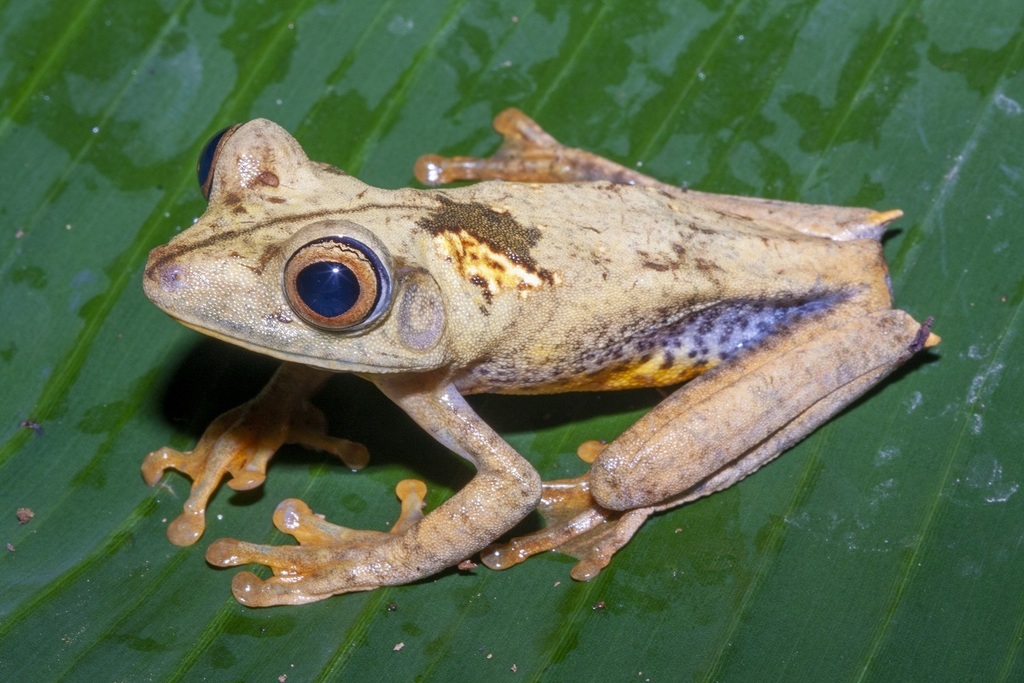 Map Treefrog
