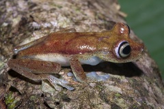 Boana nympha