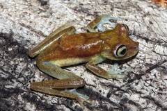 Boana nympha