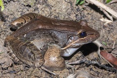 Leptodactylus pentadactylus