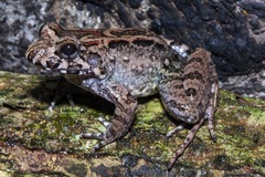 Leptodactylus wagneri