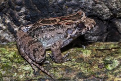 Leptodactylus wagneri