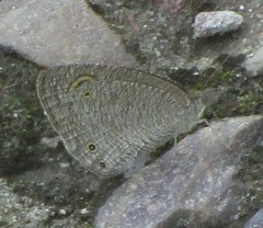 Ypthima asterope mahratta