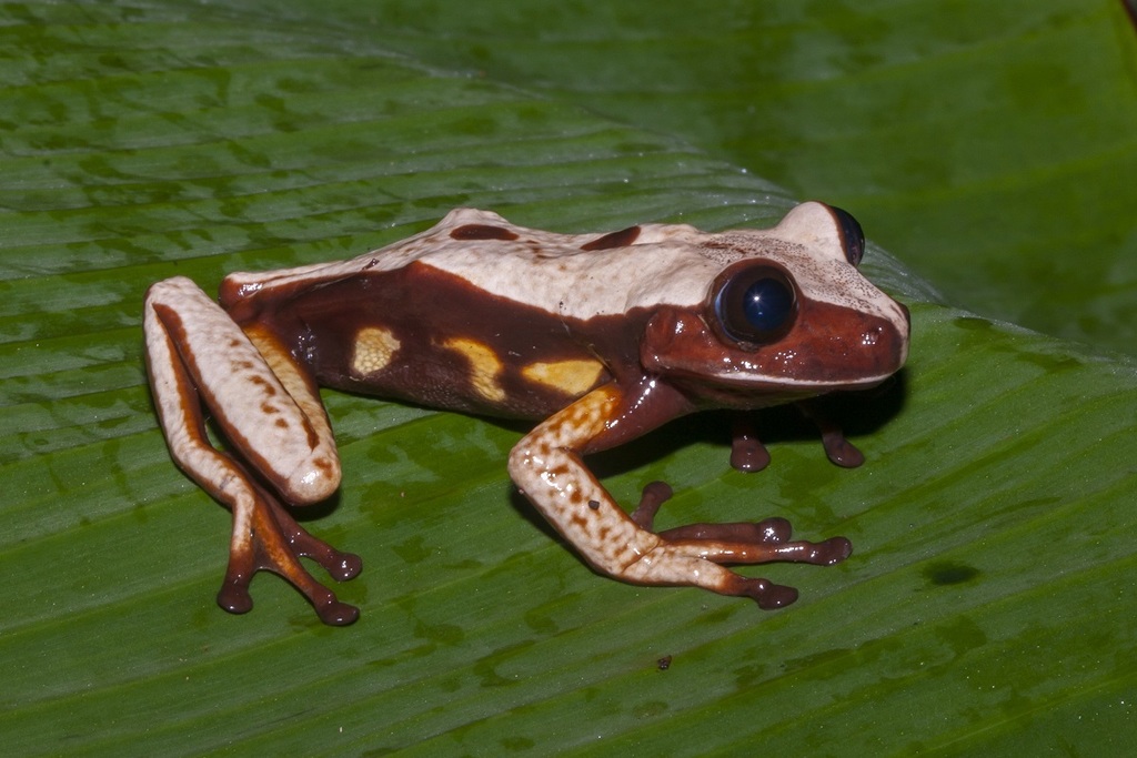Brown-eyed Treefrog