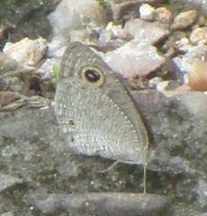 Ypthima asterope mahratta