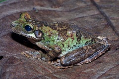 Osteocephalus cabrerai