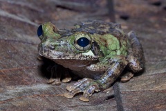 Osteocephalus cabrerai