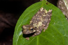 Osteocephalus cabrerai