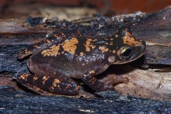 Osteocephalus deridens