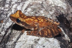 Osteocephalus deridens