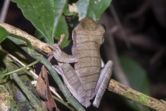 Osteocephalus planiceps
