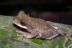 Osteocephalus planiceps