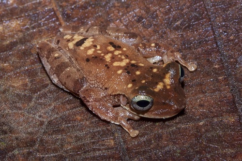 Mocking Bromeliad Treefrog, Osteocephalus deridens