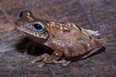 Osteocephalus fuscifacies