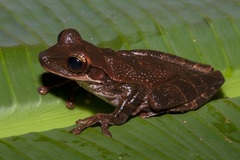 Osteocephalus taurinus