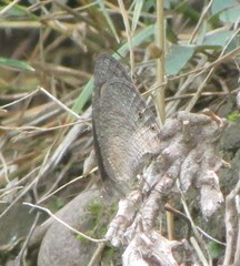 Ypthima asterope mahratta