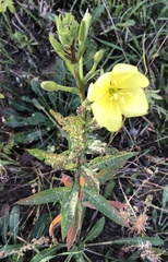 Oenothera biennis