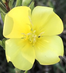 Oenothera biennis