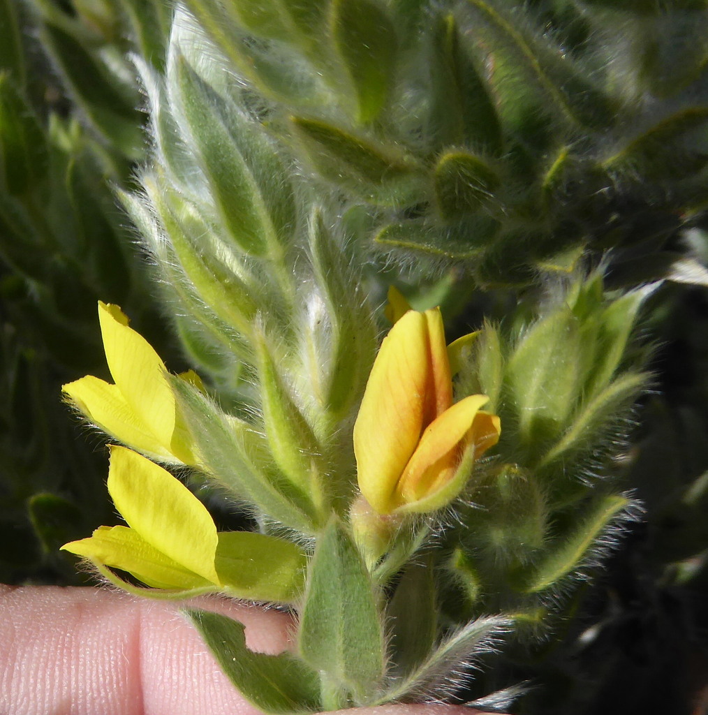 Sandveld Silverpea