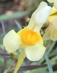 Linaria vulgaris