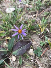 Aster amellus