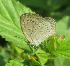 Pseudozizeeria maha maha