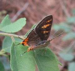 Cigaritis vulcanus vulcanus