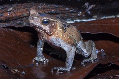 Rhinella dapsilis