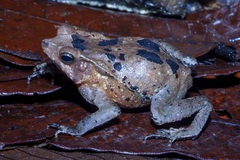 Rhinella dapsilis