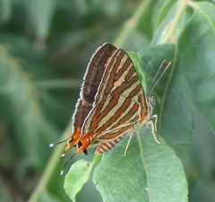 Cigaritis vulcanus vulcanus