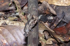 Rhinella margaritifera
