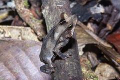 Rhinella margaritifera
