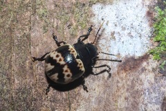 Platyphora fulvicornis