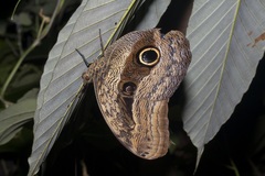 Caligo placidianus